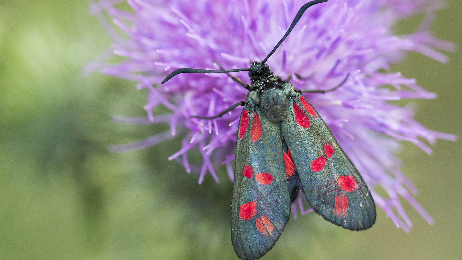 Pollination of Moths